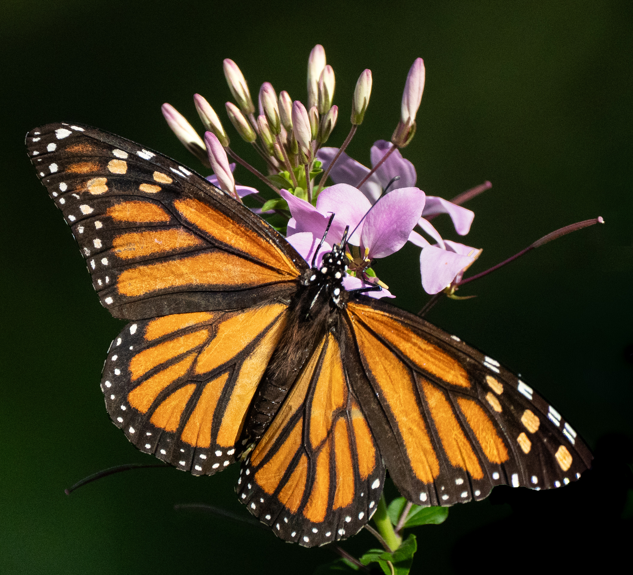 1st PrizeOpen Color In Class 3 By Kathy Chartier For Seeking Nectar FEB-2026.jpg